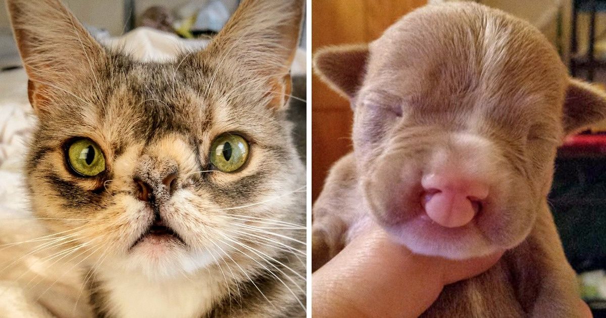 12 Animais tão imperfeitos que conquistaram nossos corações