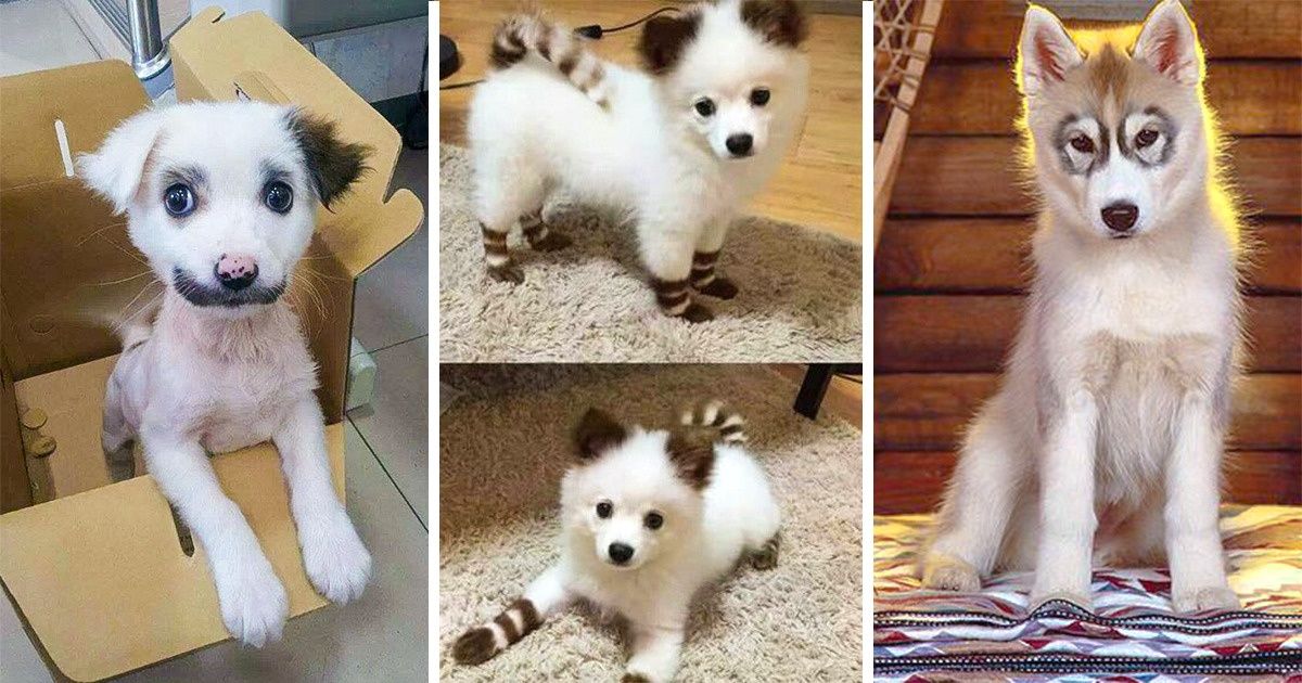 25 Animais com cores incríveis e que mais parecem de outro planeta 25 Animais com cores incríveis e que mais parecem de outro planeta