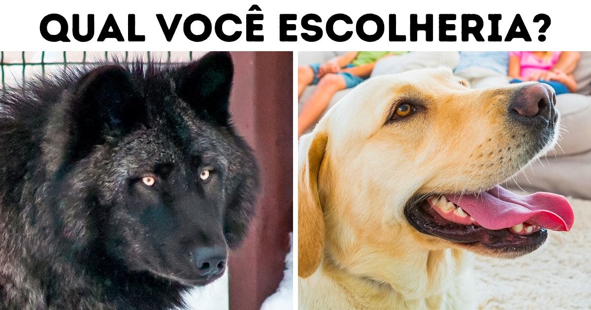 Como escolher o animal de estimação perfeito para sua alma e suas finanças (nós guardamos o melhor para o final!)