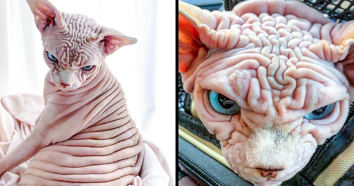 25+ Animais que tentaram intimidar com sua cara raivosa, mas no final só conseguiram arrancar risadas