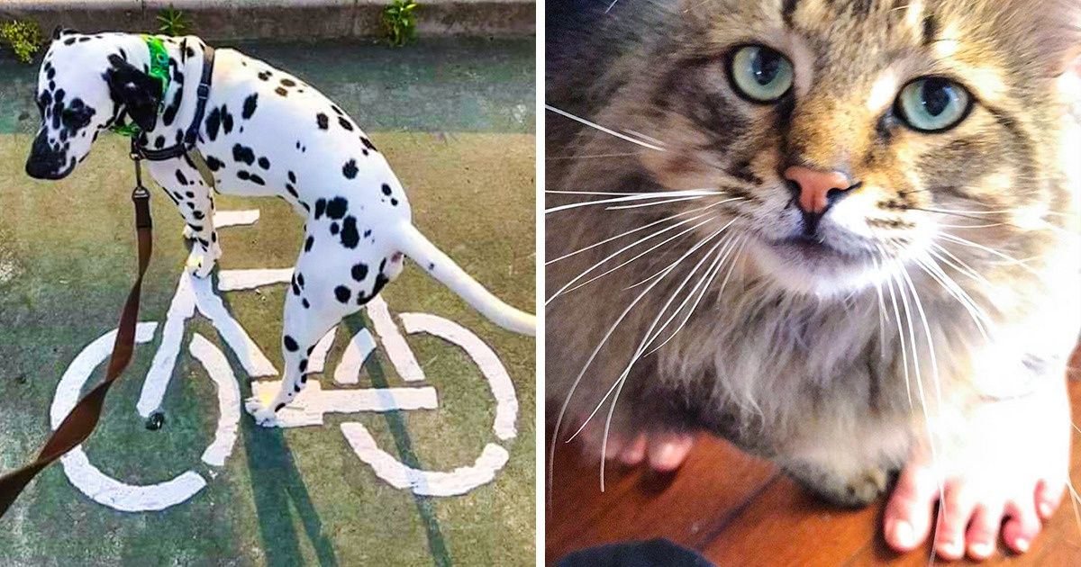 23 Fotos pra lá de originais que você vai querer imitar hoje mesmo 23 Fotos pra lá de originais que você vai querer imitar hoje mesmo