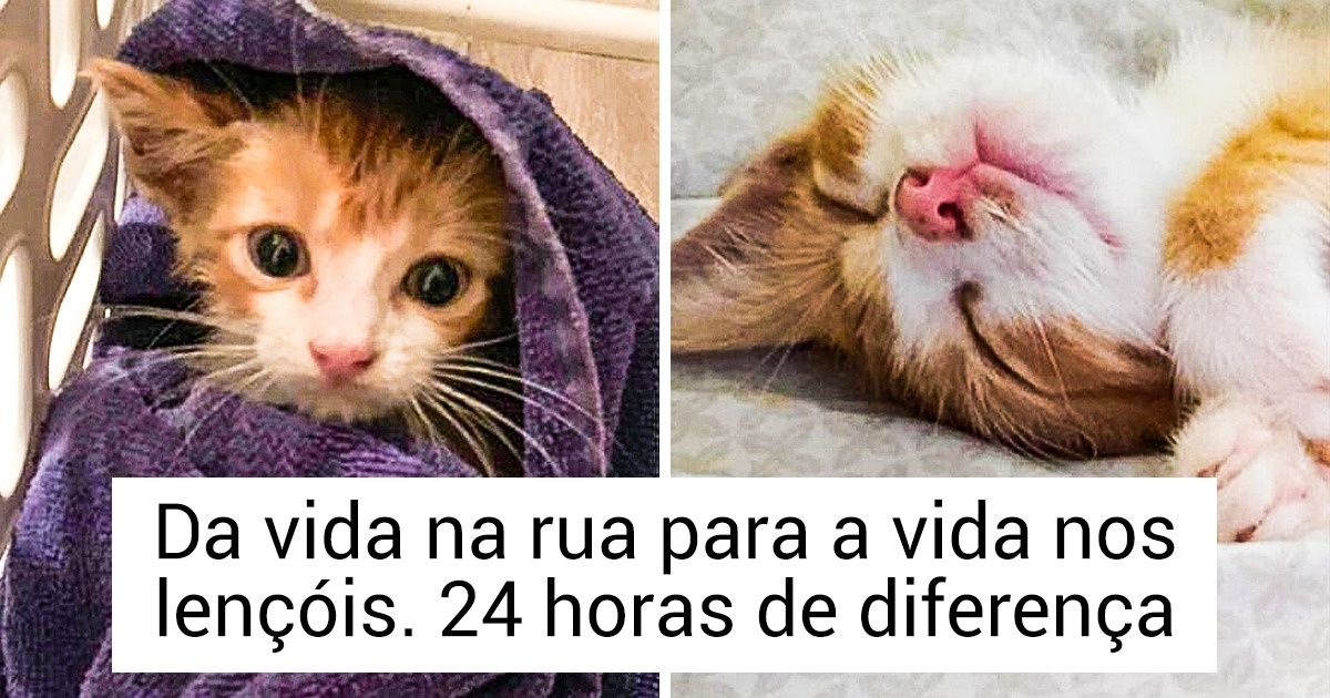 20+ Animais abandonados que foram adotados e finalmente estão felizes