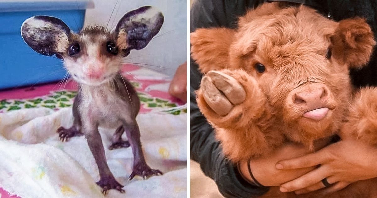25 Animais ainda bebês que vão te deixar completamente apaixonado