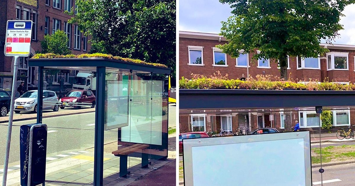 Cidade holandesa planta flores sobre 320 pontos de ônibus para ajudar a salvar as abelhas Cidade holandesa planta flores sobre 320 pontos de ônibus para ajudar a salvar as abelhas