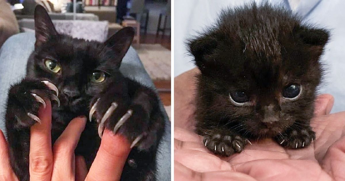 20 Gatos que conquistam nossos corações até mesmo mostrando suas “ferozes” garras 20 Gatos que conquistam nossos corações até mesmo mostrando suas “ferozes” garras