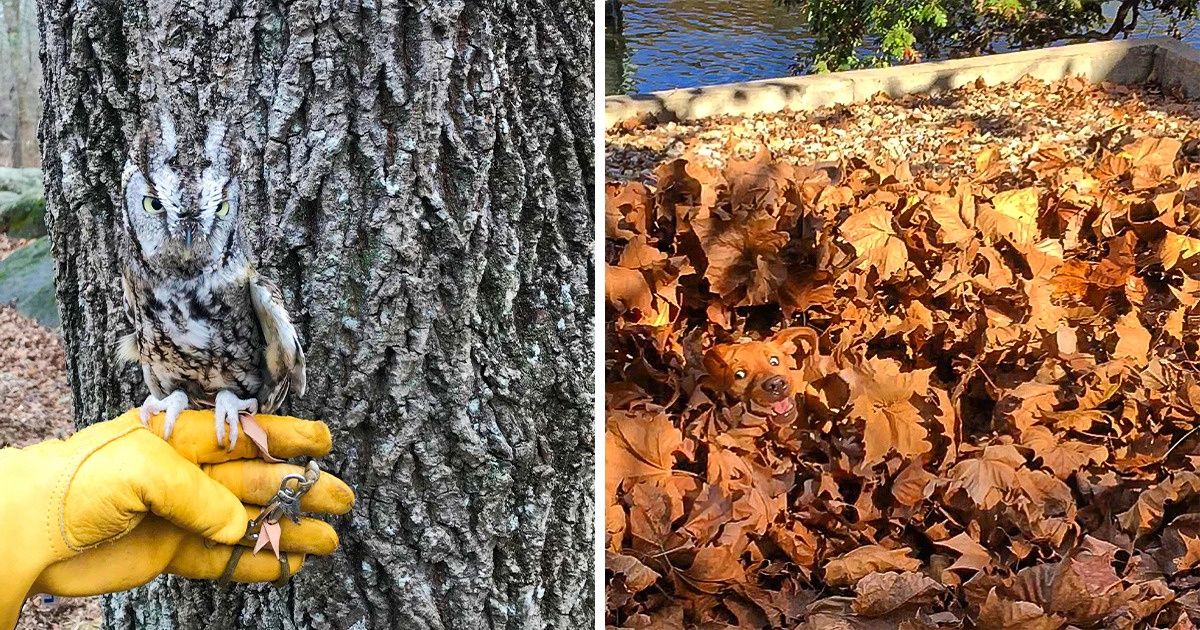 20 Animais que são mestres na arte da camuflagem