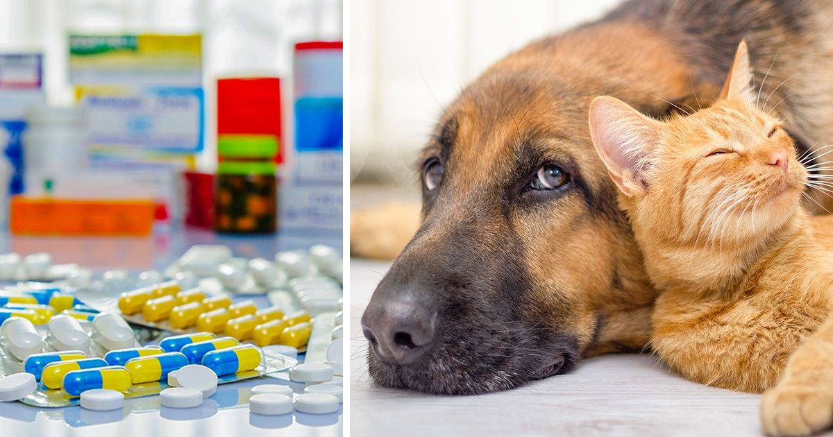 Como 10 medicamentos comuns para humanos afetam a saúde do seu pet Como 10 medicamentos comuns para humanos afetam a saúde do seu pet