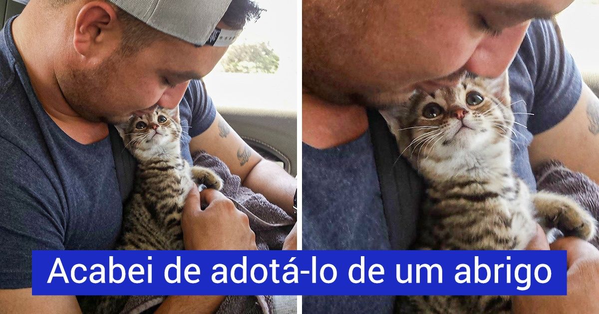 20+ Animais de estimação cujo olhar é capaz de amolecer o coração de qualquer um