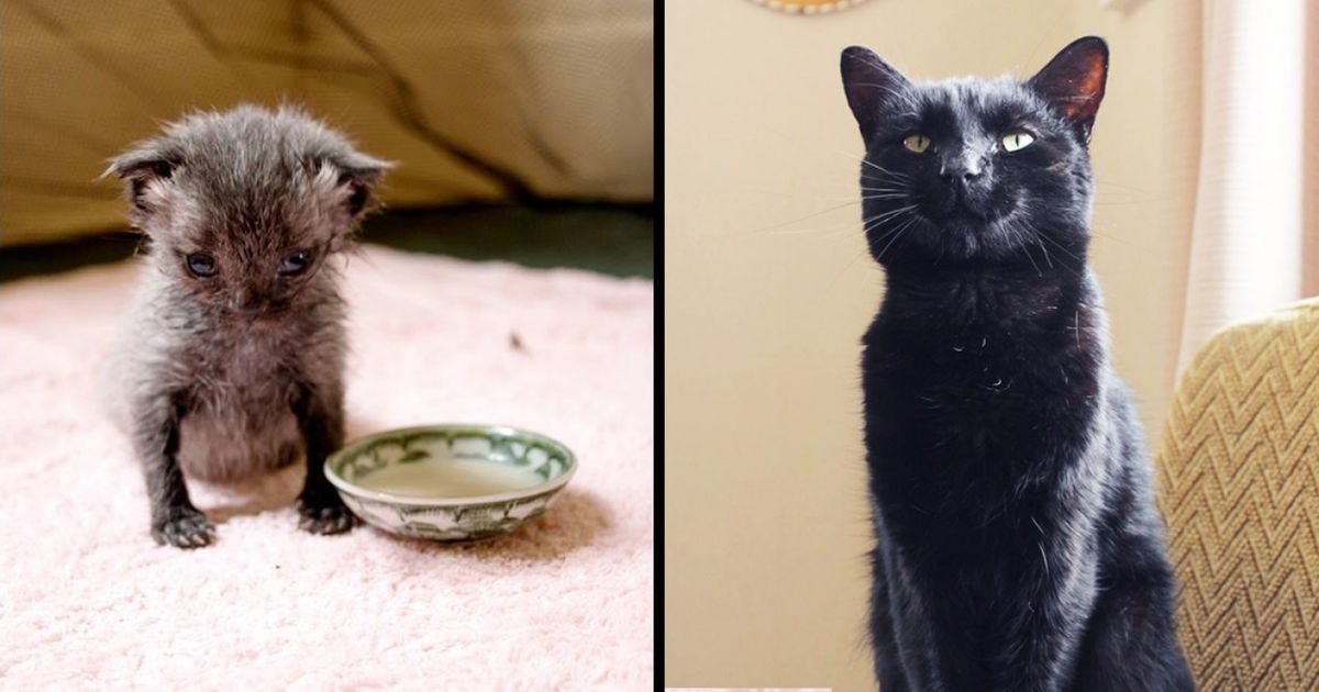 10 Casos de animais em que amor e carinho fizeram milagres 10 Casos de animais em que amor e carinho fizeram milagres