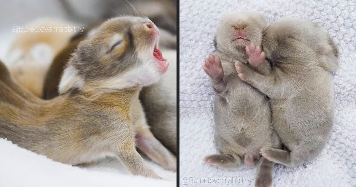 20+ Coelhinhos adoráveis para encher sua Páscoa de alegria