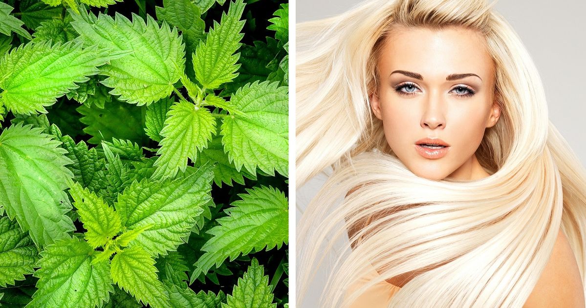 Ervas e plantas medicinais que podem contribuir com sua saúde
