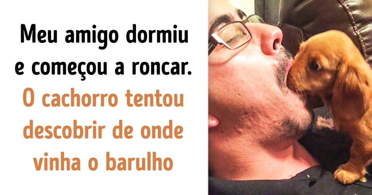 20 Animais que não conseguem entender as pessoas