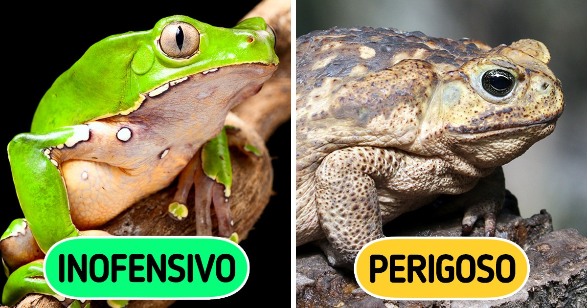 10 Animais que escondem segredos de nós, apesar de acharmos que são somente doces criaturas