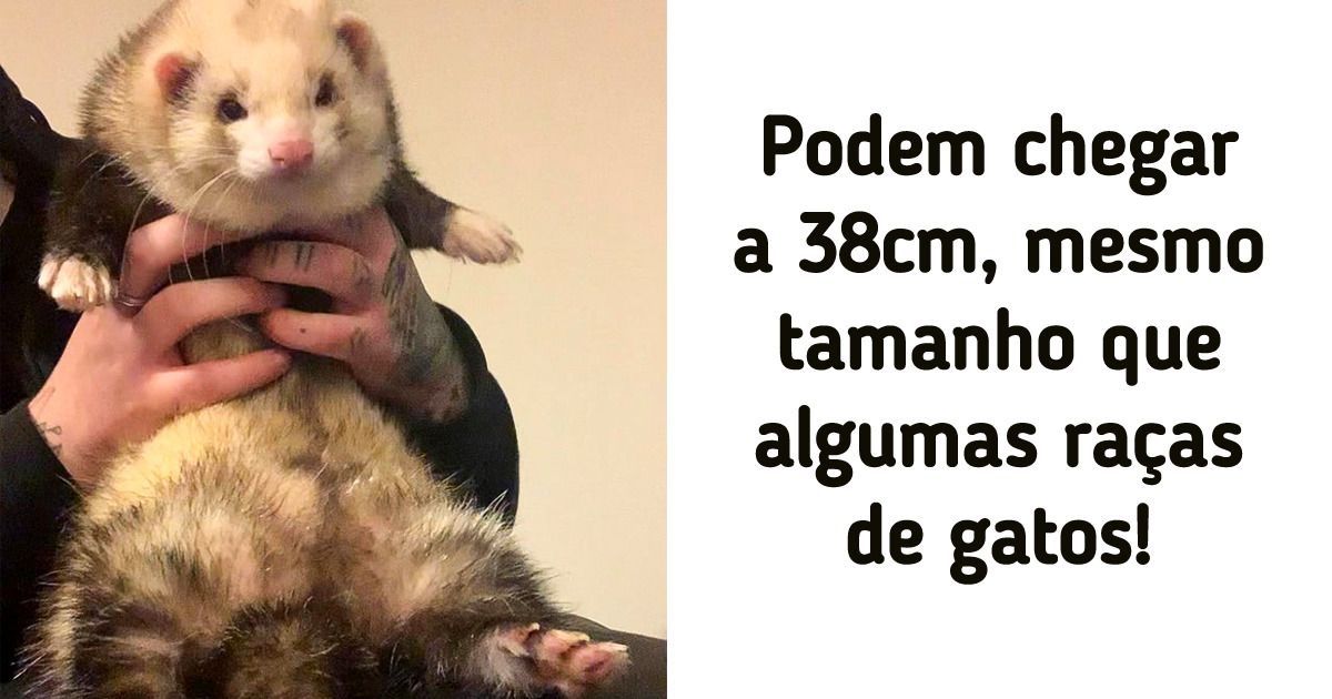 15 Provas de que os furões podem ser um pet fofinho como qualquer outro (+ curiosidades) 15 Provas de que os furões podem ser um pet fofinho como qualquer outro (+ curiosidades)