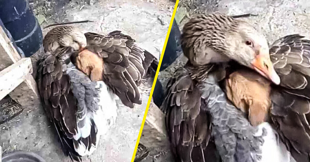 Essa ave acolheu um filhote de cachorro com frio e deu uma lição de compaixão