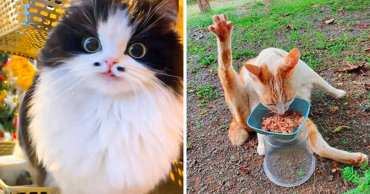 18 Animais cujas carinhas e gestos são dignos de uma fotografia