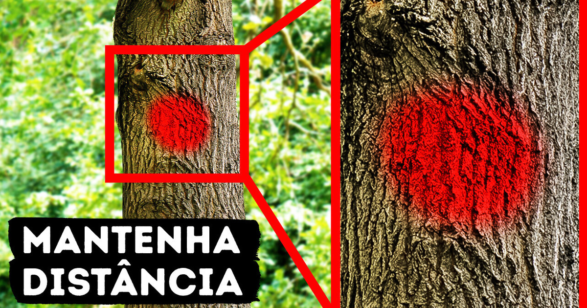 Se vir esta cor em uma árvore, estacione seu carro bem longe dela Se vir esta cor em uma árvore, estacione seu carro bem longe dela