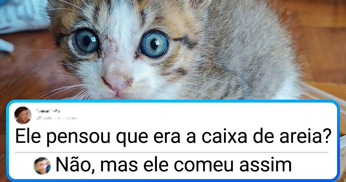 18 Provas de que todo filhote de gato é uma fonte inesgotável de fofura 18 Provas de que todo filhote de gato é uma fonte inesgotável de fofura