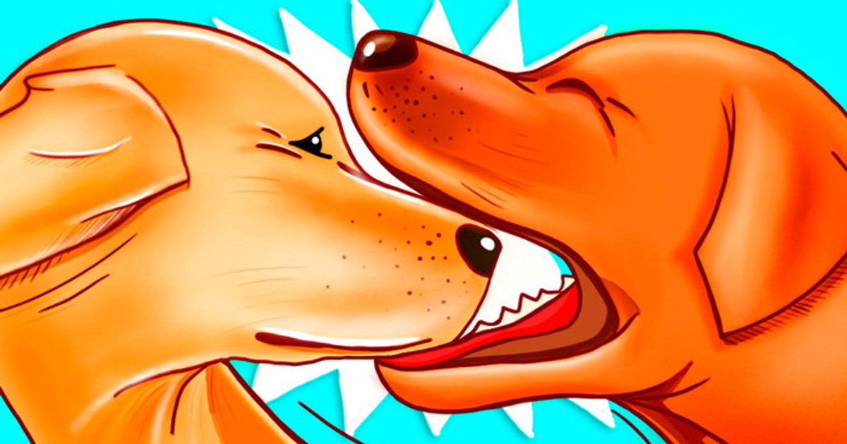 Por que os cães mordem a boca uns dos outros enquanto brincam Por que os cães mordem a boca uns dos outros enquanto brincam