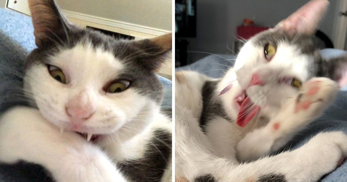 Usuária do Twitter pede que internautas publiquem fotos estranhas de seus pets e obtém respostas super divertidas Usuária do Twitter pede que internautas publiquem fotos estranhas de seus pets e obtém respostas super divertidas