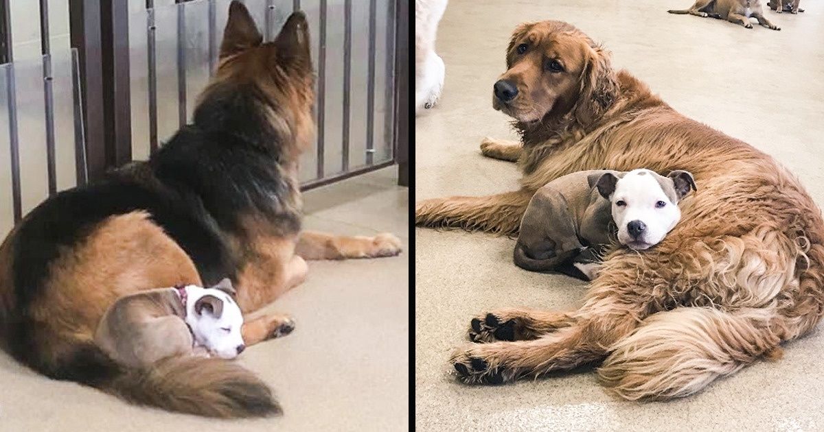Uma cachorrinha escolhe apenas peludos fofos na creche para tirar uma soneca Uma cachorrinha escolhe apenas peludos fofos na creche para tirar uma soneca