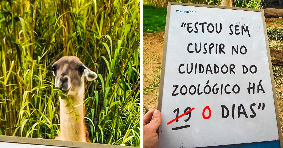 15 Animais que fazem travessuras e depois aproveitam a impunidade