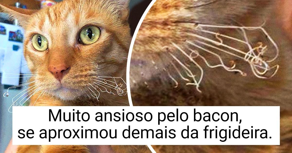 14 Fotos que comprovam que nossos pets também podem ter dias ruins 14 Fotos que comprovam que nossos pets também podem ter dias ruins
