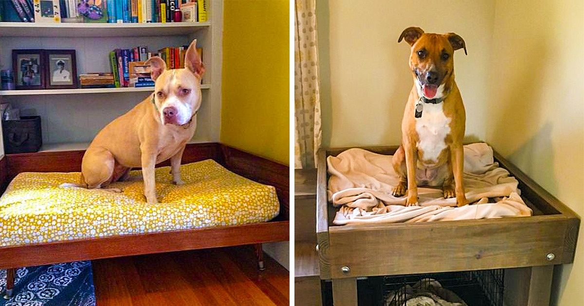23 Brinquedos que você mesmo pode fazer para seu bicho de estimação