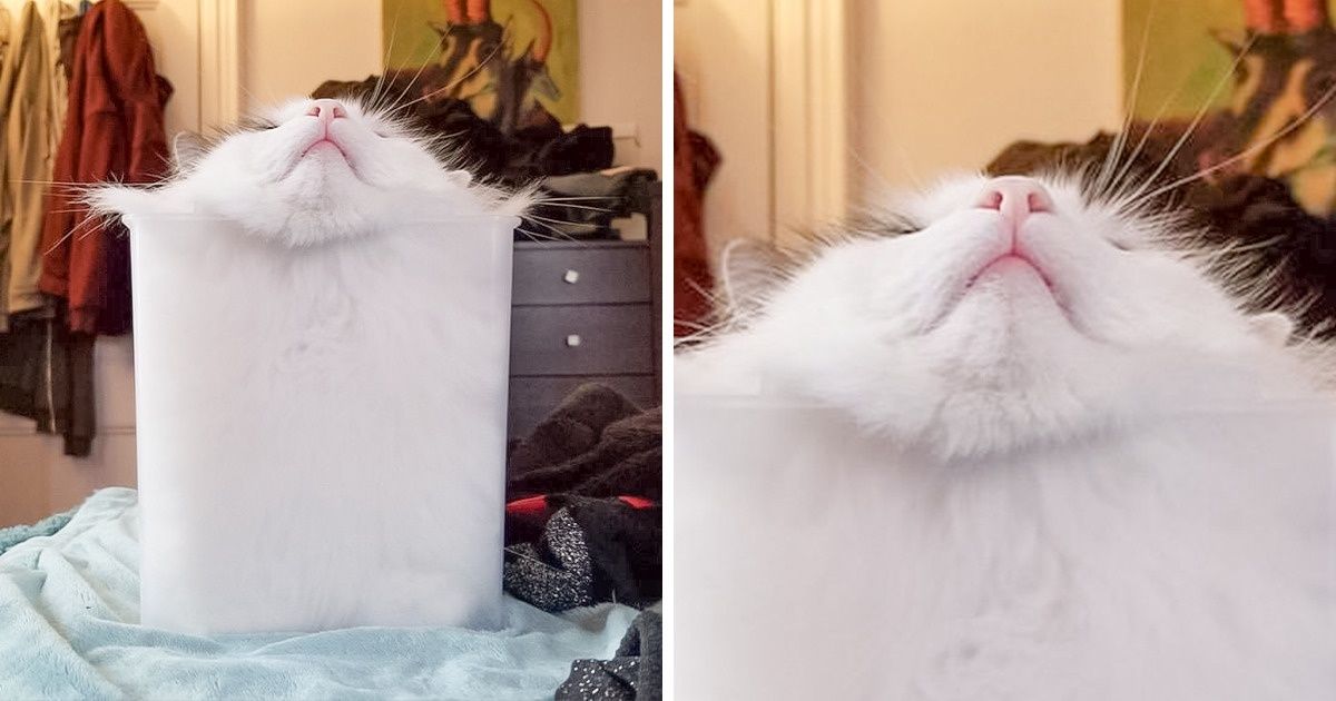 15 Fotos que provam que os gatos são, na verdade, líquidos 15 Fotos que provam que os gatos são, na verdade, líquidos