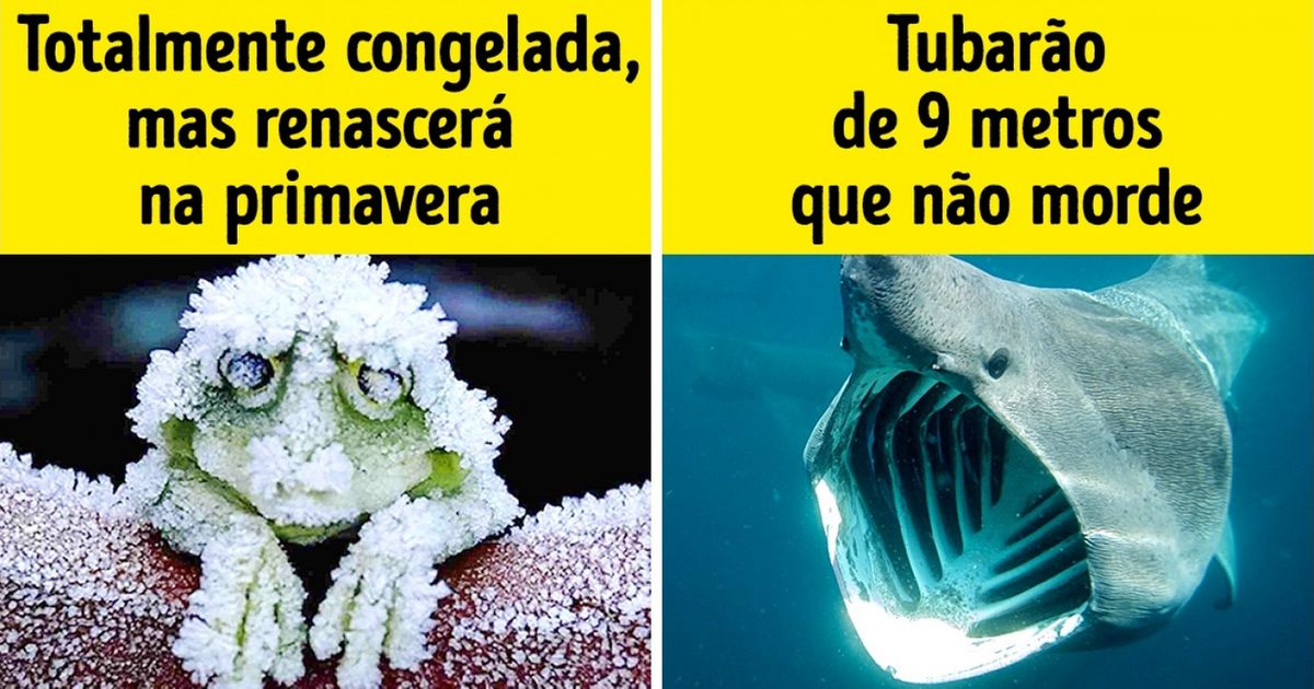 9 Segredos sobre animais que não nos contam nas aulas