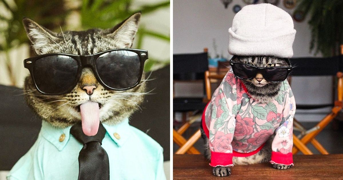 Conheça gato brasileiro que é empresário, modelo e até youtuber Conheça gato brasileiro que é empresário, modelo e até youtuber