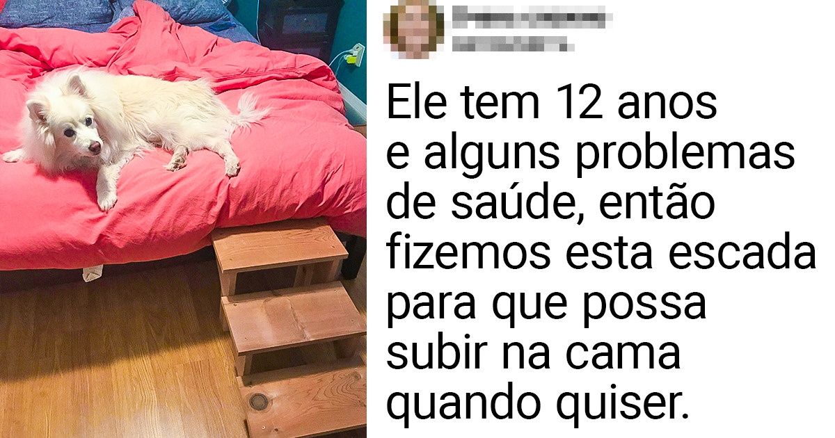 16 Animais de estimação “idosos” que continuam sendo os mimados da casa 16 Animais de estimação “idosos” que continuam sendo os mimados da casa