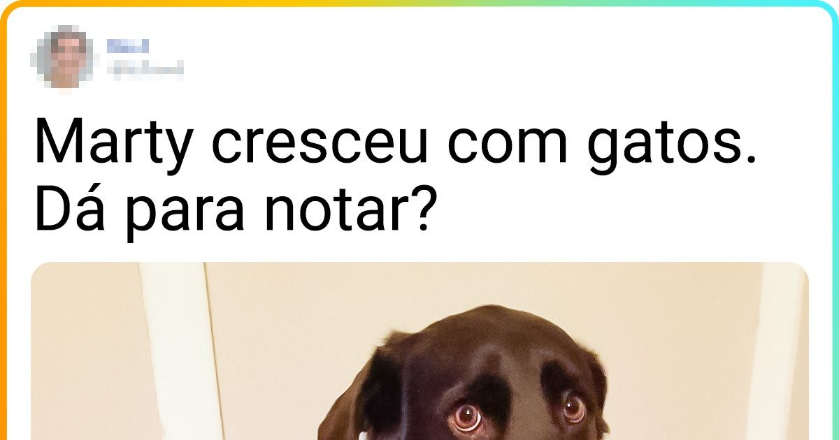 20+ Pessoas que quiseram adotar cachorros, mas parecem ter acabado com gatinhos