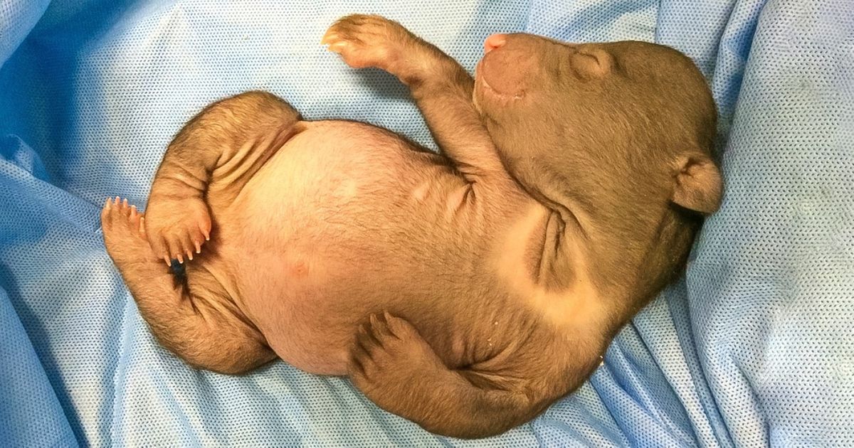 12 Fotos de filhotes dos bichos mais ferozes do mundo