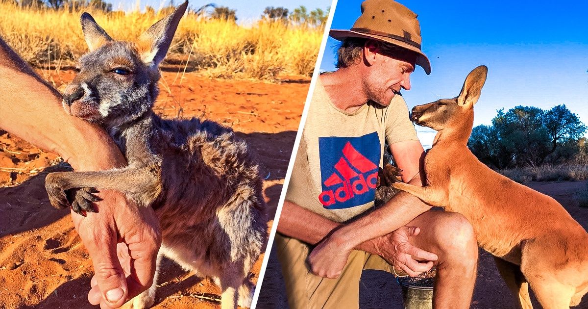 A vida deste australiano mudou completamente ao salvar um filhote de canguru