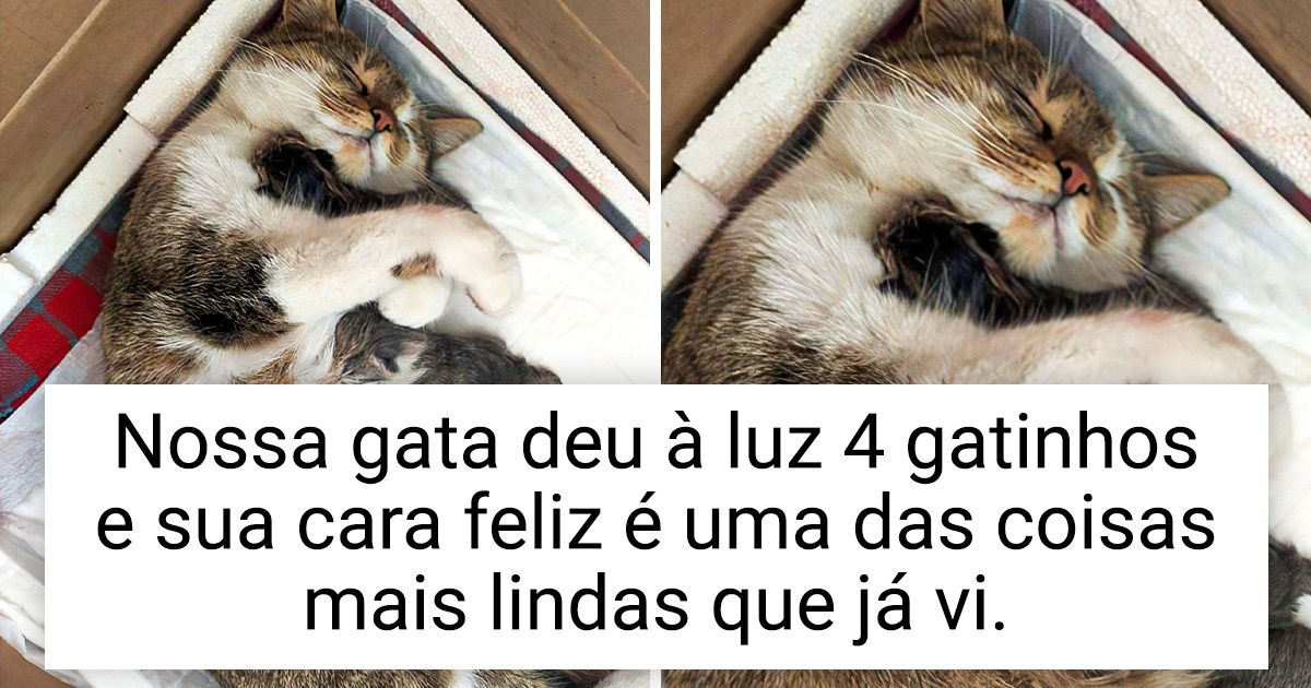 15 Animais cujas emoções falam mais alto do que seus ronronados, latidos e gorjeios 15 Animais cujas emoções falam mais alto do que seus ronronados, latidos e gorjeios