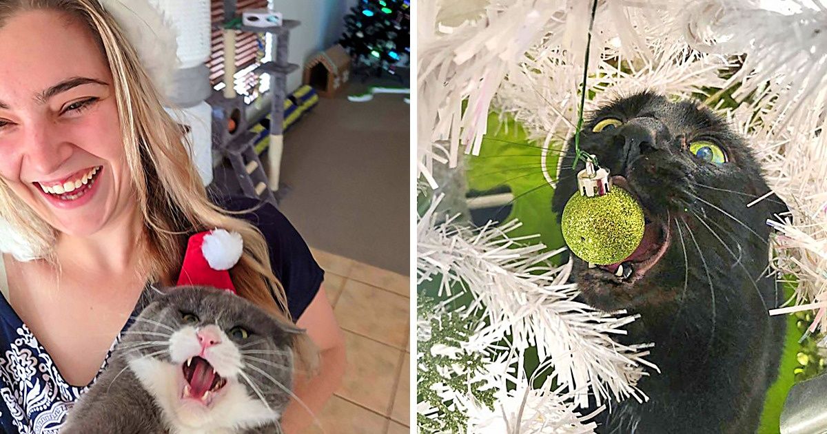 21 Fotos que quem já decorou uma árvore de Natal e tem gatos entende