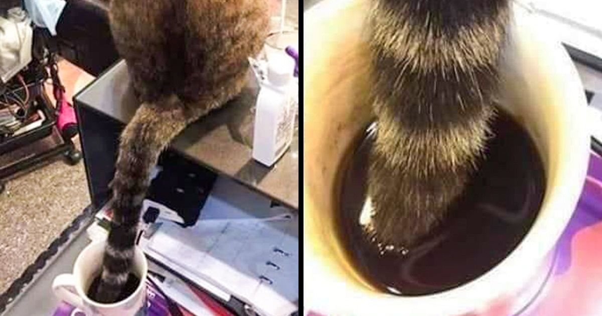 10+ Vezes em que animais de estimação esqueceram o significado de boas maneiras