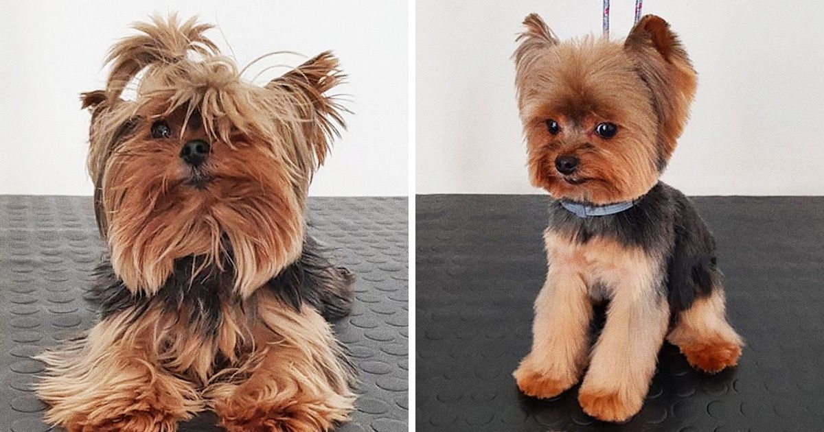 19 Cachorros que visitaram o pet shop e saíram completamente diferentes 19 Cachorros que visitaram o pet shop e saíram completamente diferentes