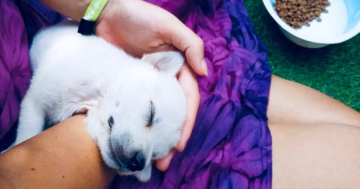 O hotel em Bali que é um paraíso para os turistas e para os cachorros resgatados O hotel em Bali que é um paraíso para os turistas e para os cachorros resgatados