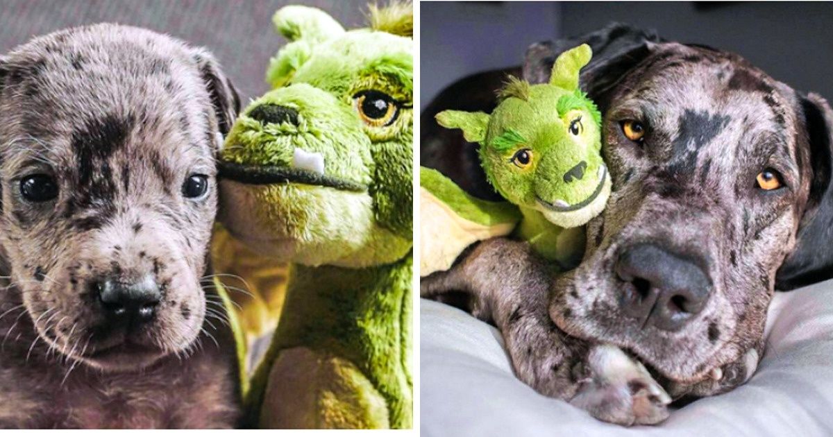 20+ Provas de que os pets crescem mais rápido do que pensamos