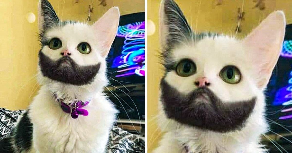 20 Animais super sortudos que ganharam na loteria genética 20 Animais super sortudos que ganharam na loteria genética