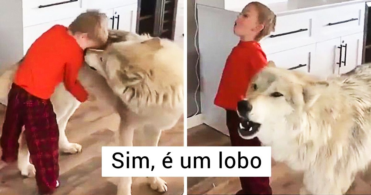 26 Fotos de animais que são capazes de melhorar qualquer dia