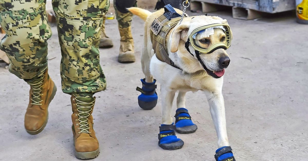A inspiradora história da cachorrinha que se aposentou depois de salvar 12 pessoas em 10 anos de trabalho A inspiradora história da cachorrinha que se aposentou depois de salvar 12 pessoas em 10 anos de trabalho