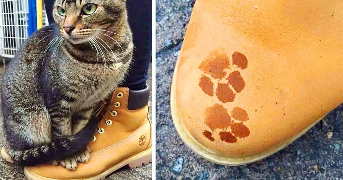 20 Gatos que rompem os estereótipos