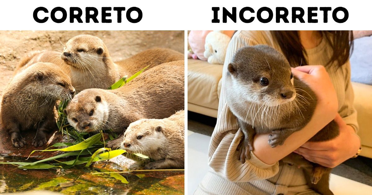 A lontra é o novo bicho de estimação da moda, mas a sua adoção pode ser muito perigosa A lontra é o novo bicho de estimação da moda, mas a sua adoção pode ser muito perigosa