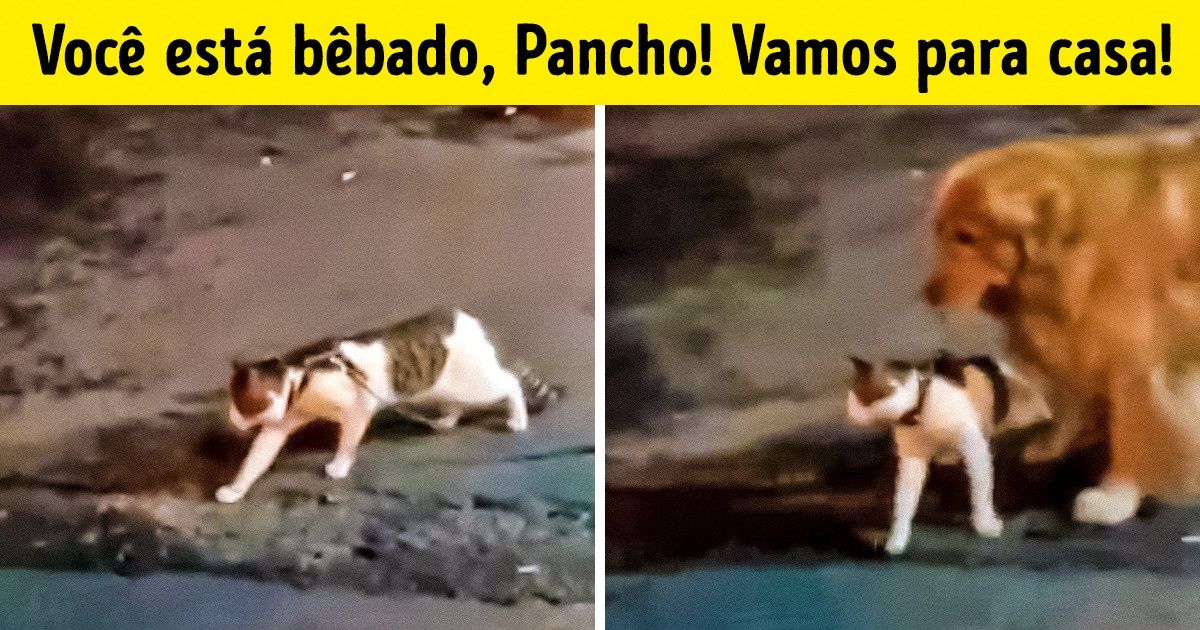20+ Animais cujas habilidades superam as expectativas