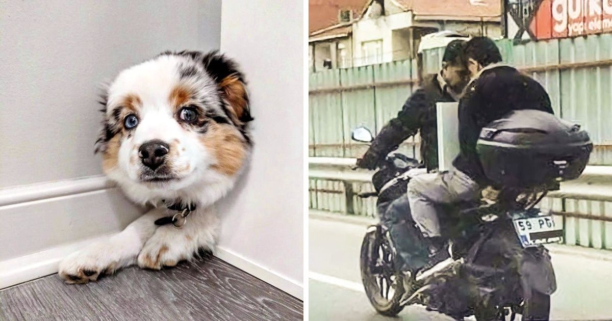 20+ Fotos tiradas por pessoas que acertaram em cheio o ângulo e o humor 20+ Fotos tiradas por pessoas que acertaram em cheio o ângulo e o humor