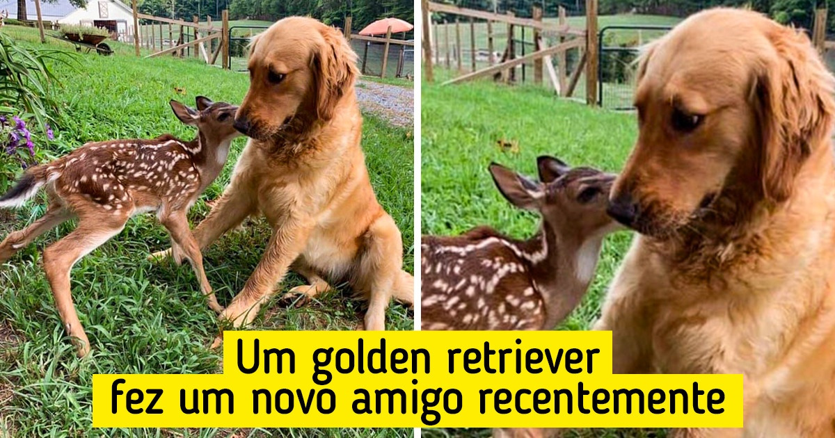 22 Amizades que provam que os animais têm a alma mais pura