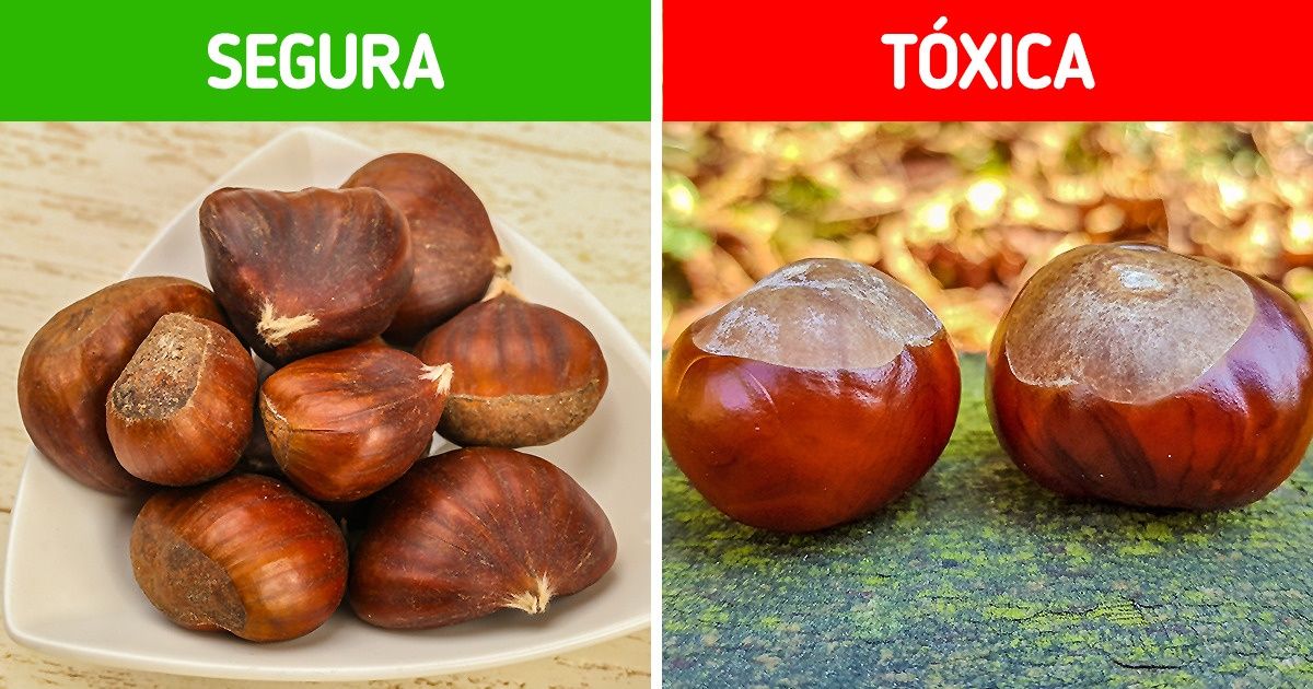 Como diferenciar 9 pares de plantas que são facilmente confundidas entre si